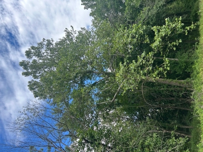 Land for Sale Harrisonville MO - image 9