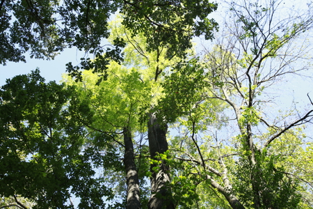 Land for Sale Harrisonville MO - image 15