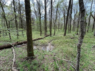 Boeuf Bend on Boeuf River North Louisiana Retreat - image 45