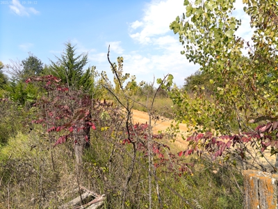 78 Acres of Farm, Hunting and Recreational Land - image 20