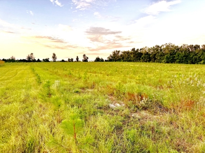 Land For Sale In  Lafayette County!! - image 6