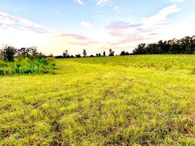 Land For Sale In  Lafayette County!! - image 3