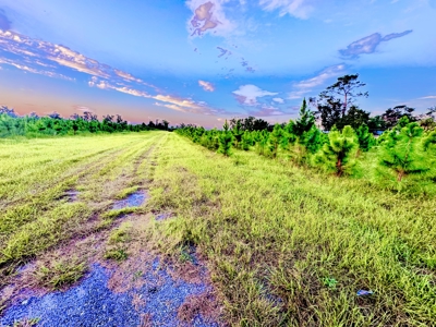 Land For Sale In  Lafayette County!! - image 4