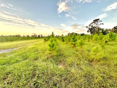 Land For Sale In Lafayette County!! - image 2