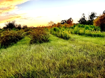 Land For Sale In Lafayette County!! - image 3