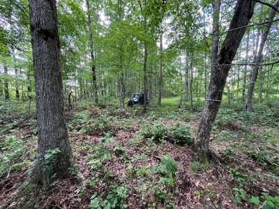 50± Acres of Tennessee Countryside with Creek, Wildlife & Views - image 18