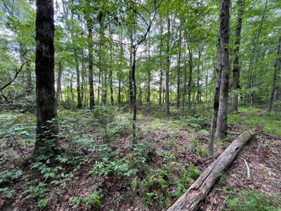 50± Acres of Tennessee Countryside with Creek, Wildlife & Views - image 13