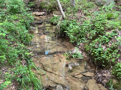 50± Acres of Tennessee Countryside with Creek, Wildlife & Views - image 15