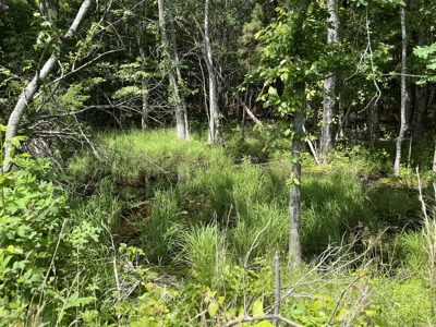 50± Acres of Tennessee Countryside with Creek, Wildlife & Views - image 8