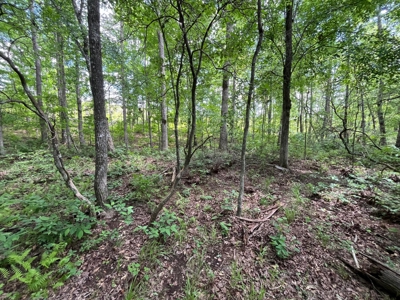 50± Acres of Tennessee Countryside with Creek, Wildlife & Views - image 12
