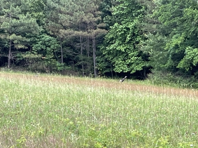 50± Acres of Tennessee Countryside with Creek, Wildlife & Views - image 10