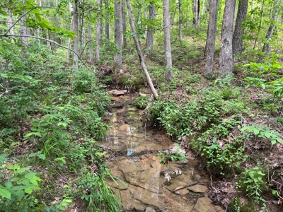 50± Acres of Tennessee Countryside with Creek, Wildlife & Views - image 14