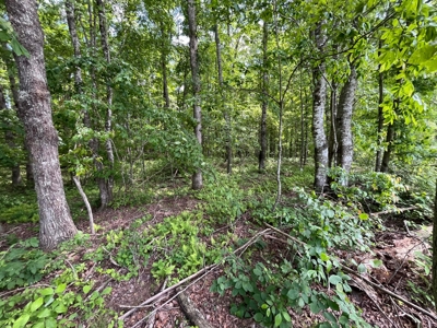 50± Acres of Tennessee Countryside with Creek, Wildlife & Views - image 11