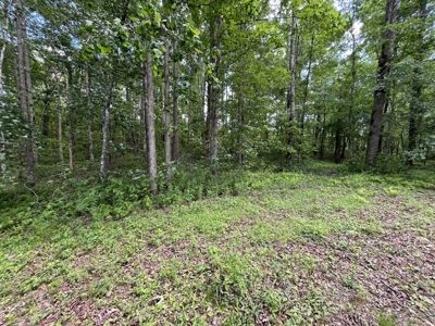 50± Acres of Tennessee Countryside with Creek, Wildlife & Views - image 3