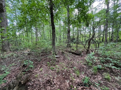 50± Acres of Tennessee Countryside with Creek, Wildlife & Views - image 19