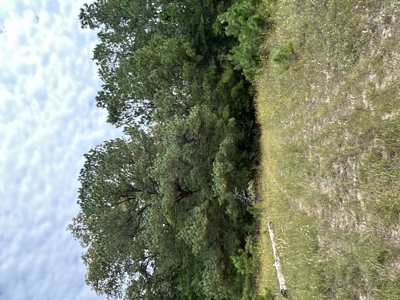 Timberland W/ Creek W/ Old Home Site near Chidester, AR for Sale - image 7