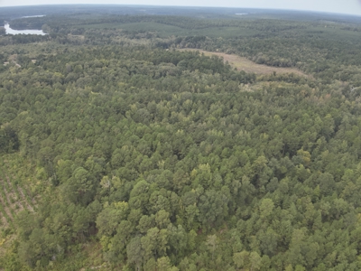 Timberland W/ Creek W/ Old Home Site near Chidester, AR for Sale - image 18