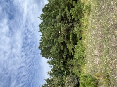 Timberland W/ Creek W/ Old Home Site near Chidester, AR for Sale - image 10