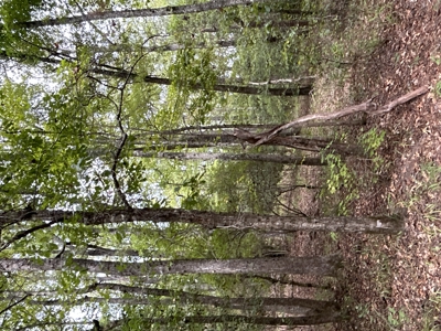 Timberland W/ Creek W/ Old Home Site near Chidester, AR for Sale - image 13