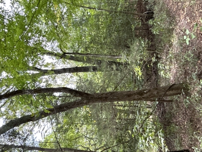 Timberland W/ Creek W/ Old Home Site near Chidester, AR for Sale - image 12