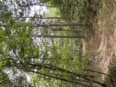 Timberland W/ Creek W/ Old Home Site near Chidester, AR for Sale - image 11