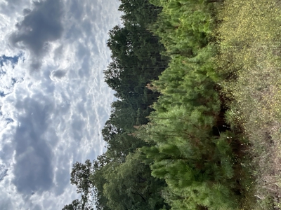 Timberland W/ Creek W/ Old Home Site near Chidester, AR for Sale - image 9