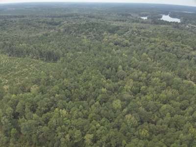 Timberland W/ Creek W/ Old Home Site near Chidester, AR for Sale - image 19