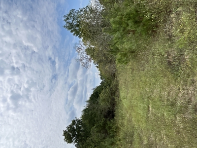 Timberland W/ Creek W/ Old Home Site near Chidester, AR for Sale - image 8