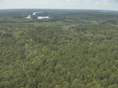 Timberland W/ Creek W/ Old Home Site near Chidester, AR for Sale - image 15