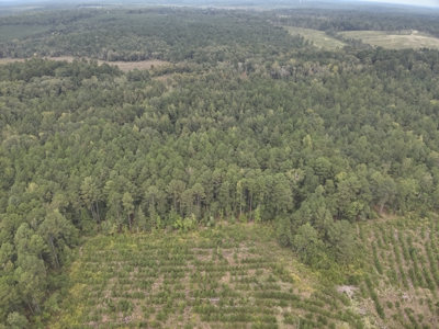 Timberland W/ Creek W/ Old Home Site near Chidester, AR for Sale - image 17