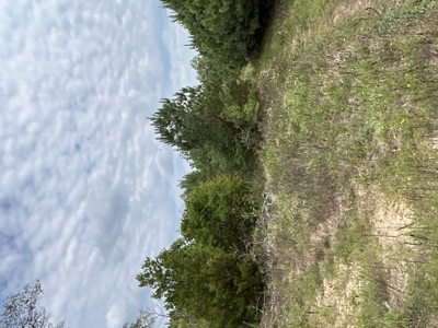 Timberland W/ Creek W/ Old Home Site near Chidester, AR for Sale - image 6