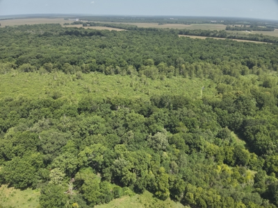 Duck Hunting Land near Red River in Lafayette County, AR for Sale - image 5