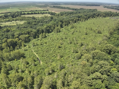 Duck Hunting Land near Red River in Lafayette County, AR for Sale - image 7