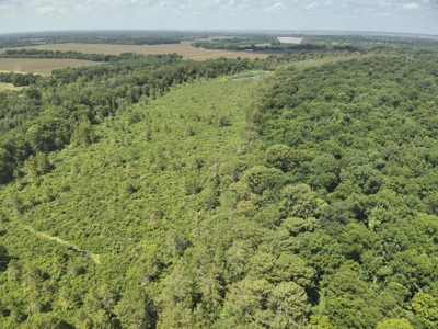 Duck Hunting Land near Red River in Lafayette County, AR for Sale - image 6