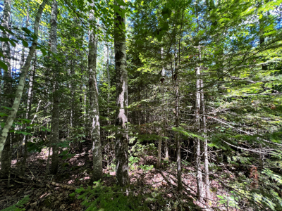 1.19 Acre Parcel with Deeded Lake Access - image 12