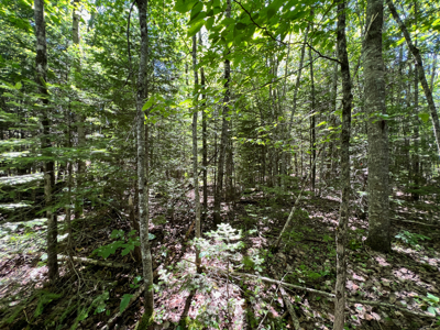 1.19 Acre Parcel with Deeded Lake Access - image 10