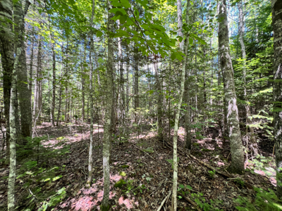 1.14 Acre Parcel with Deeded Lake Access - image 11