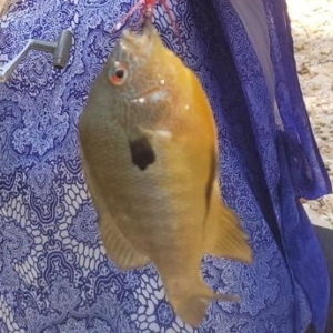 118 Acres w/ Home, Creek & Hunting in Missouri Ozarks - image 28