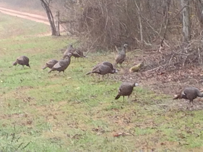 118 Acres w/ Home, Creek & Hunting in Missouri Ozarks - image 29