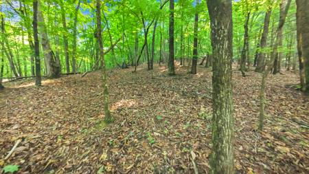 Auction! Acreage with Views Near Taylorsville, NC - image 21