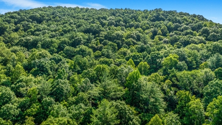 Auction! Acreage with Views Near Taylorsville, NC - image 9