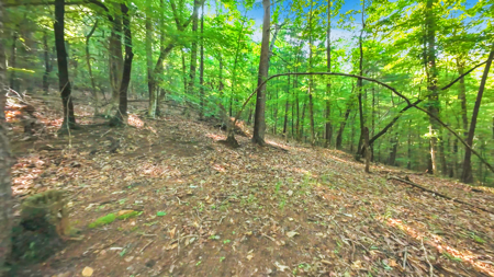 Auction! Acreage with Views Near Taylorsville, NC - image 20