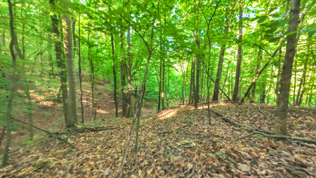 Auction! Acreage with Views Near Taylorsville, NC - image 19
