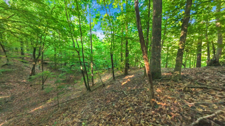 Auction! Acreage with Views Near Taylorsville, NC - image 18