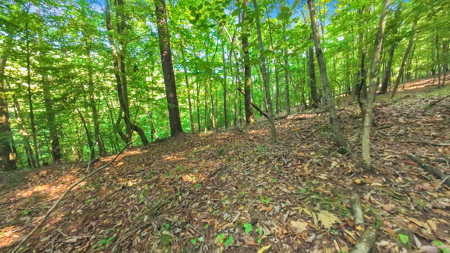 Auction! Acreage with Views Near Taylorsville, NC - image 17