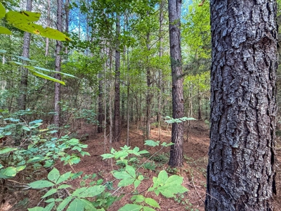 95 Acres of Farmland, Timber & Homes in Mecklenburg VA - image 24