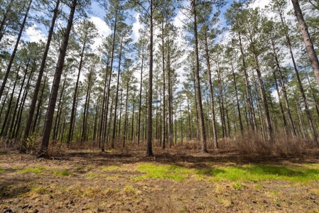 Luxury Ranch with Lakes and Venue - image 44