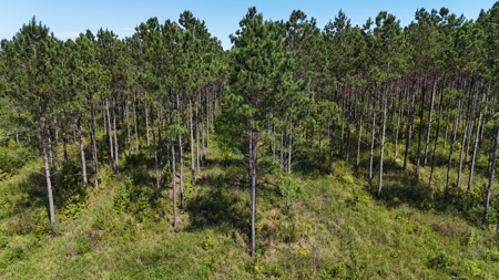389 Acres Hunting & Timberland with Cabin-Autauga County, Alabama - image 47