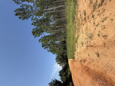 389 Acres Hunting & Timberland with Cabin-Autauga County, Alabama - image 32