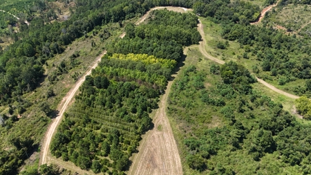 389 Acres Hunting & Timberland with Cabin-Autauga County, Alabama - image 49